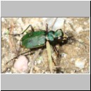Cicindela campestris - Feld-Sandlaufkaefer 04 Teverener Heide.jpg